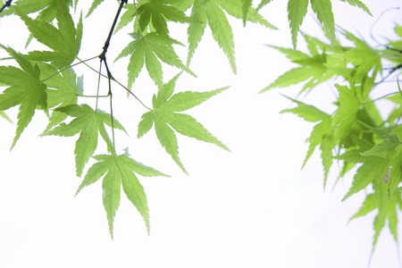 Fresh green Mapleの写真素材