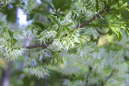 Tokiwa witch hazel flowersの写真素材