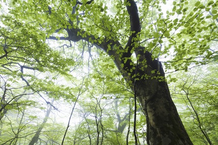 Beech forest
