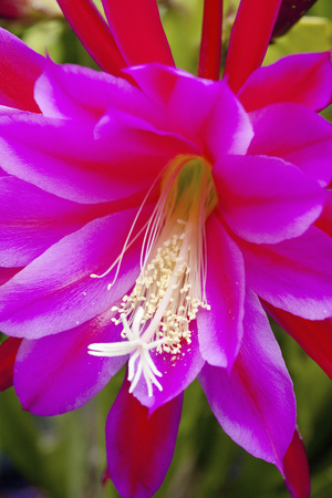 Peacock cactusの写真素材