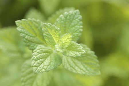 Spearmint