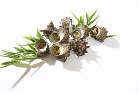 SazaeSanの写真素材