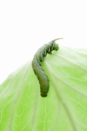 Eat the cabbage Caterpillarの写真素材