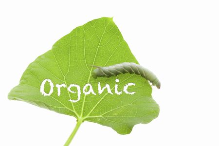 Caterpillars eat the leaves of the beanの写真素材