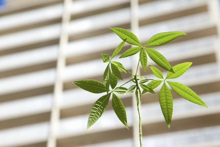 Sprouts and high-rise apartment