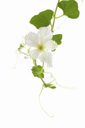 Gourd white flowerの写真素材