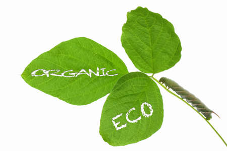 Caterpillars eat the leaves of the beanの写真素材