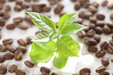 Germination image of coffee seedlingsの写真素材