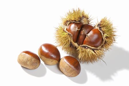 Chestnut White Backgroundの写真素材