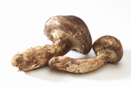 White back matsutakeの写真素材