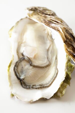 Oystersの写真素材