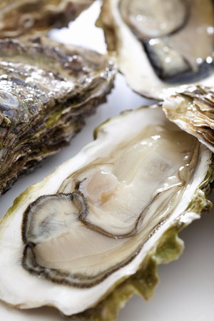 Oystersの写真素材