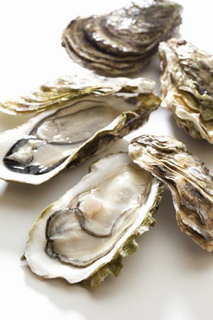 Oystersの写真素材