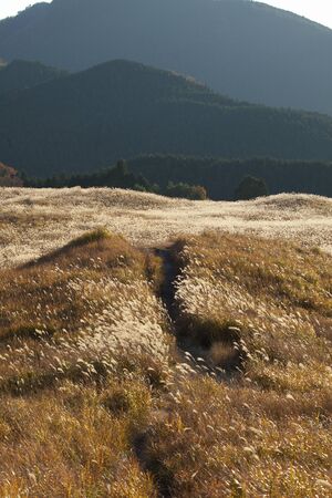 Mountain path of Nara Soni plateau pampas grass