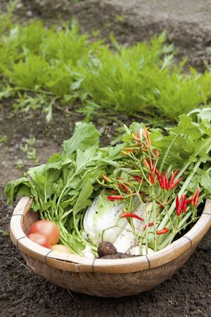 Harvest of vegetablesの写真素材