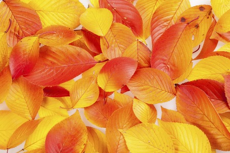 Cherry leaves