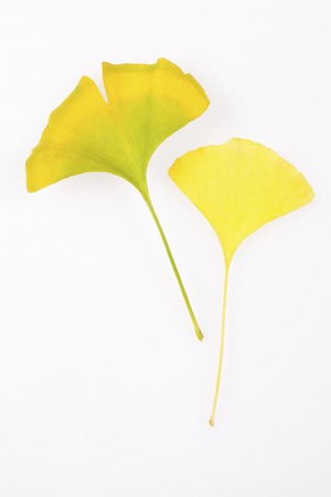 Leaves of the Ginkgo treeの写真素材