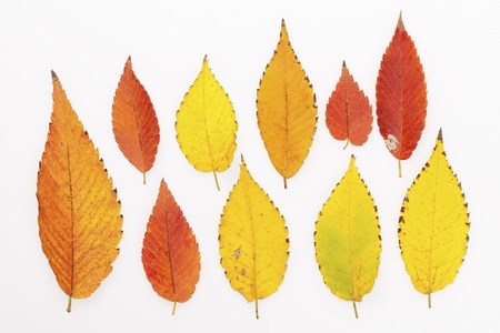 Leaves of zelkova