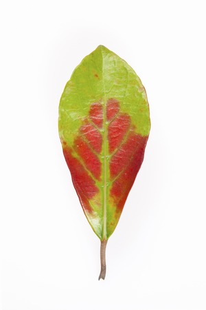 Autumn leavesの写真素材