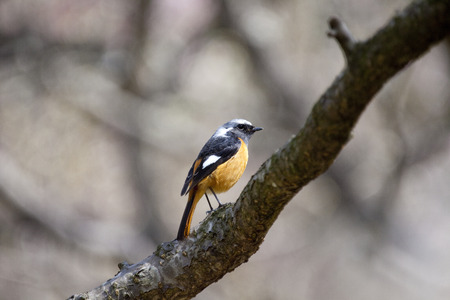 Migratory birds redstartの写真素材