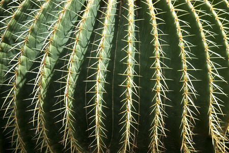 Money killer cactus