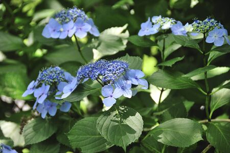 Hydrangeaの写真素材