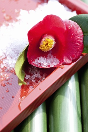 Camelliaの写真素材