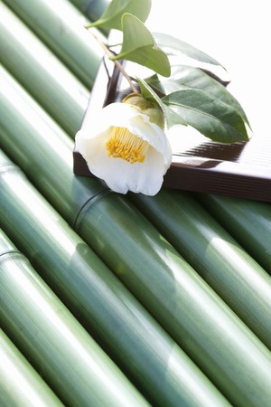 Camelliaの写真素材