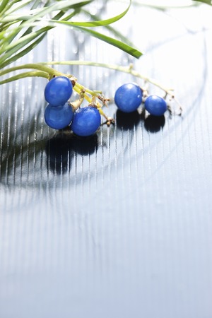 Fruit of Ophiopogon japonicusの写真素材