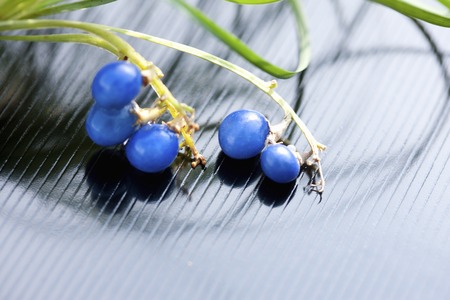 Fruit of Ophiopogon japonicusの写真素材