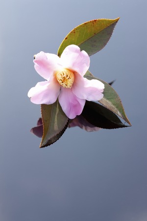 Wabisukeの写真素材