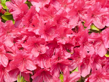 Azalea flowersの写真素材