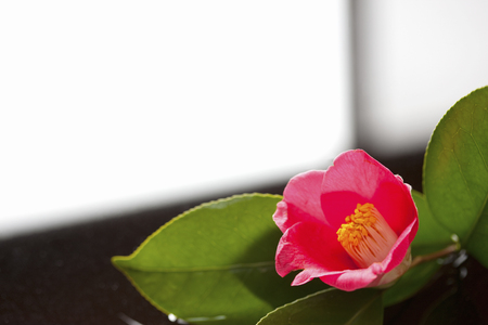 Camelliaの写真素材