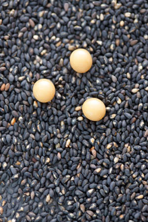 Black gomasesaminの写真素材