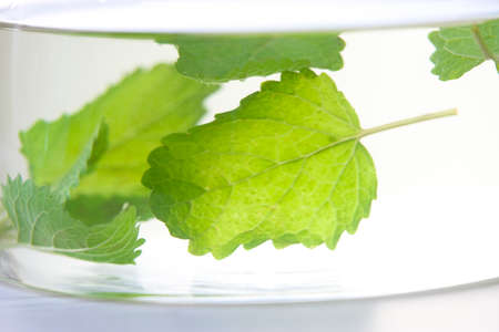Lemon balm herb tea