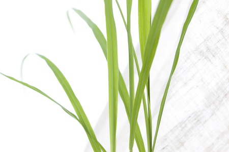 Lemon grassの写真素材