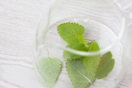 Lemon balm herb teaの写真素材