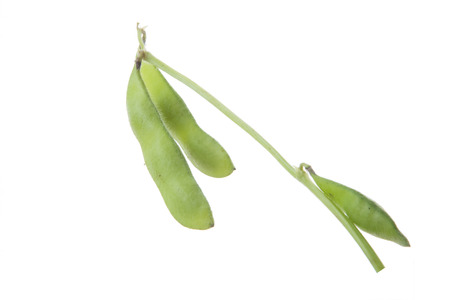 Edamameの写真素材