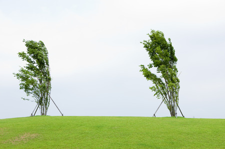 Golf lawn and treesの写真素材