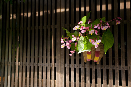 Under the eaves of the flowerの写真素材