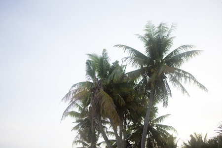 Palm trees