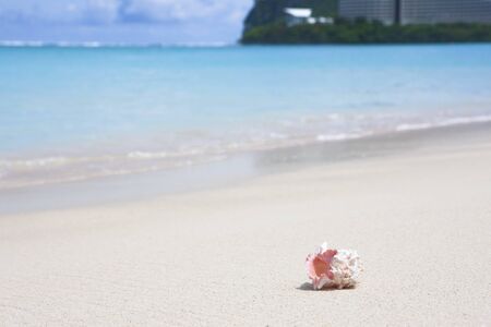 Shells of beach