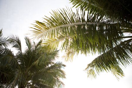 Palm trees