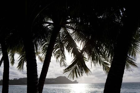 Palm trees and sea