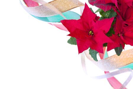 Poinsettiaの写真素材