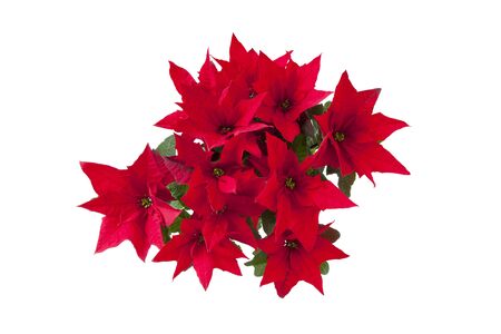 Poinsettiaの写真素材