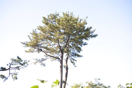 Pine trees