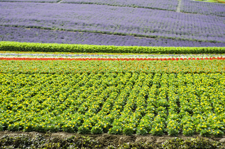 Flower garden of Furanoの写真素材