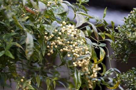 HakuMinoru southernの写真素材