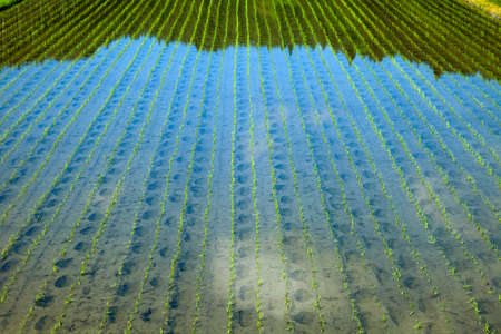 paddy of May that blue sky is reflectedの写真素材